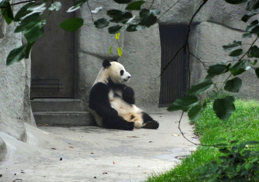 Заповедник в Чэнду – единственное место, где можно не только увидеть панду, но еще и обнять ее. 