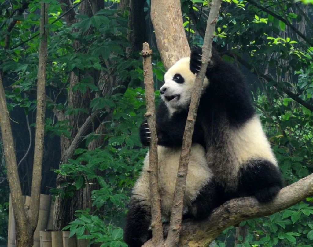 Заповедник панд в Чэнду является не только заповедником, но и питомником, музеем и центром интродукции.