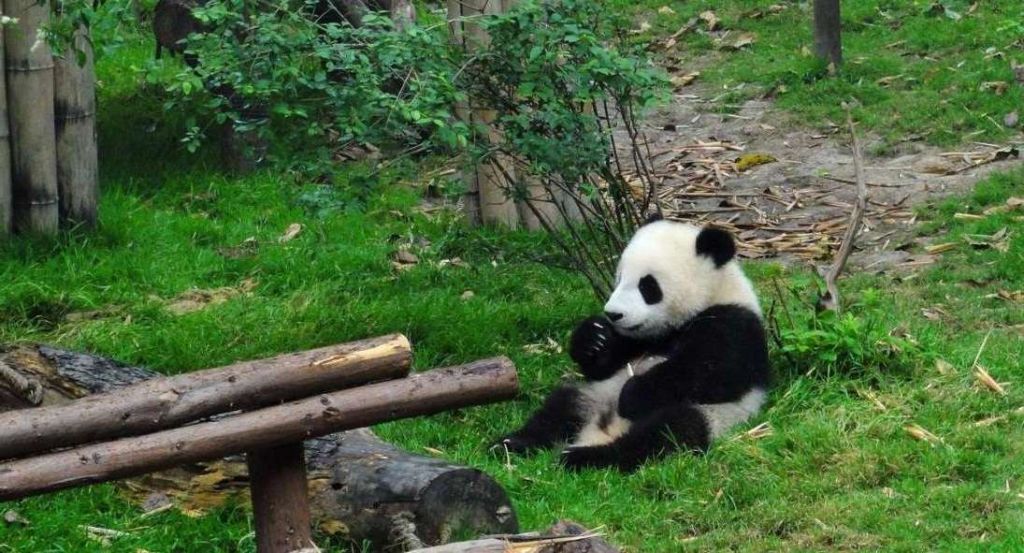 Для объятий выбирают еще не слишком больших панд, но и не младенцев.