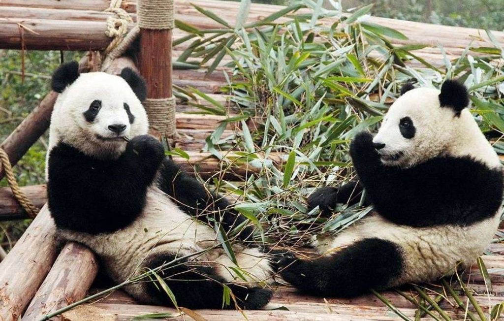 Первое, о чем позаботились в заповеднике – это о достаточно количестве бамбука для панд.
