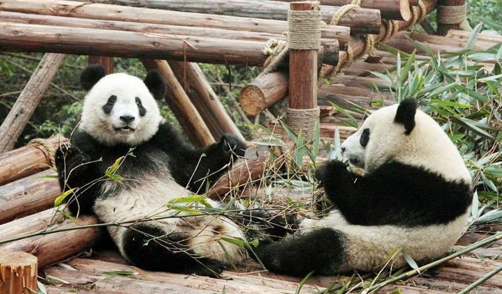 Заповедник в Чэнду является самым известным заведением посвященным пандам.
