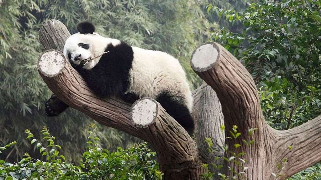Покончив с утренней трапезой панды часто засыпают где попало.