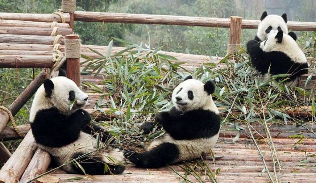В Чэнду панды чувствуют себя в полной безопасности.