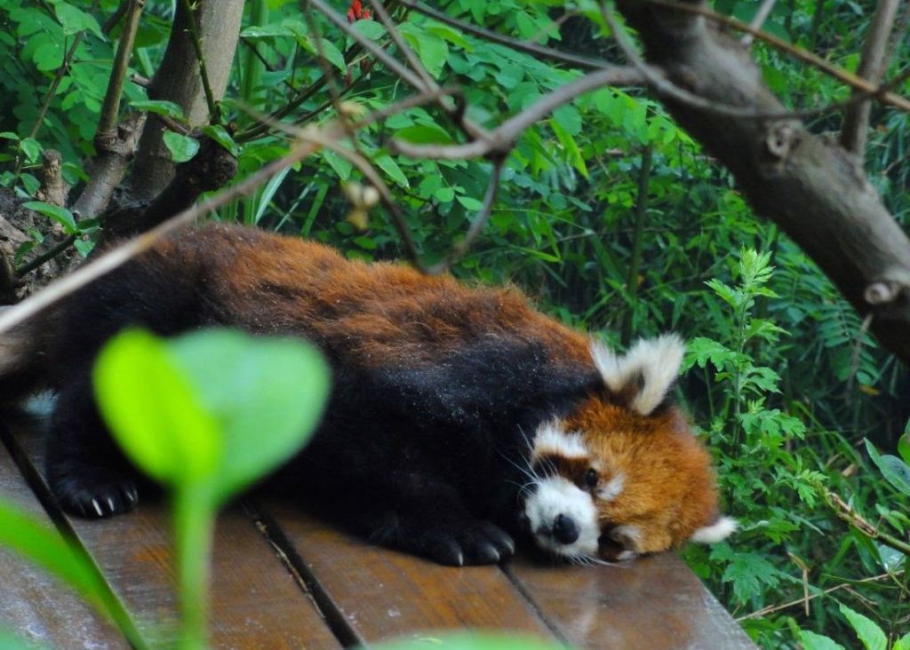 Фотографировать малых панд лучше тогда, когда они спят.