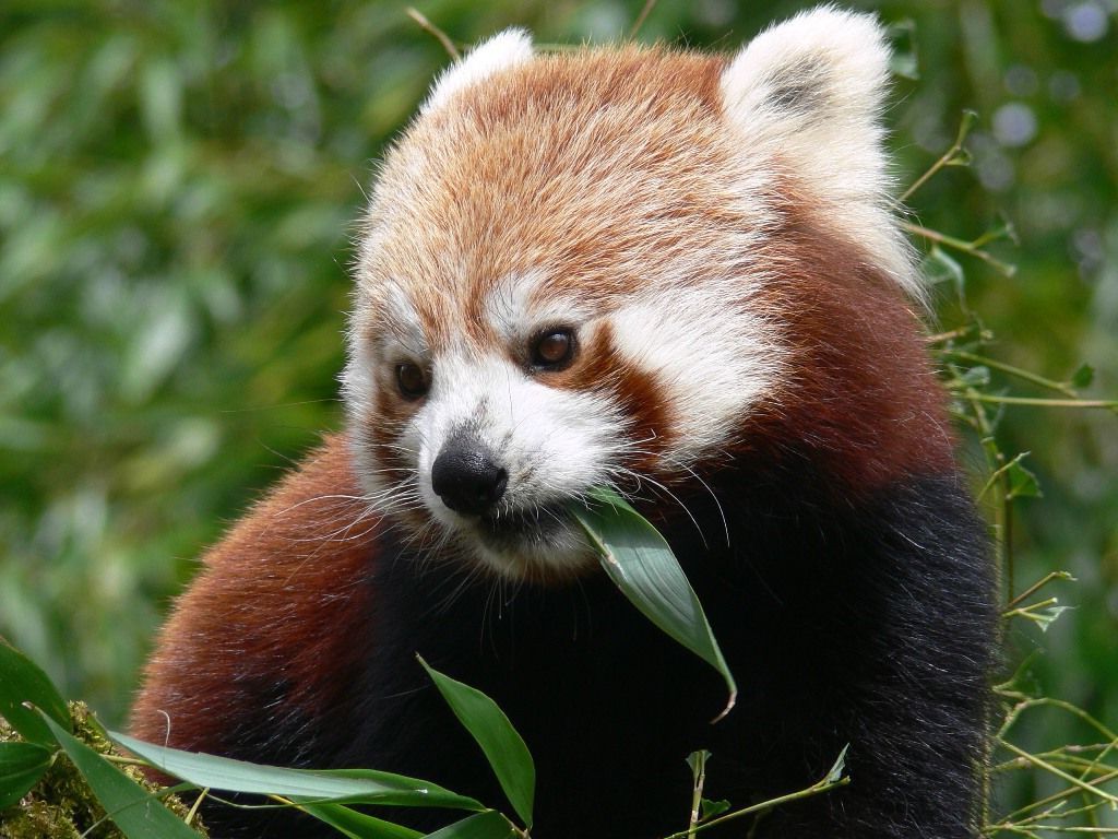 В Азии за малыми пандами закрепилась мистическая репутация.