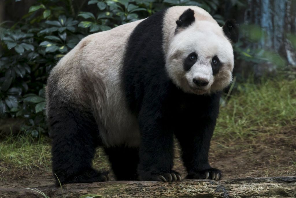 Поскольку малая панда имеет много общего с бамбуковым медведем, ученые предполагали, что она тоже является представителем семейства медвежьих.