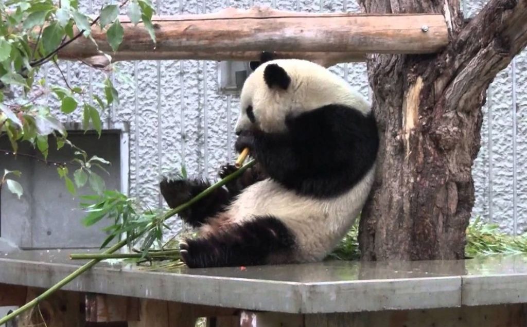 Большую часть времени панды предпочитают поедать бамбук, не ввязываясь в конфликты.