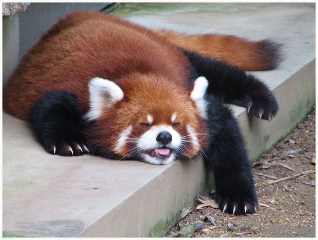 Если панды не едят – они проводят время во сне.