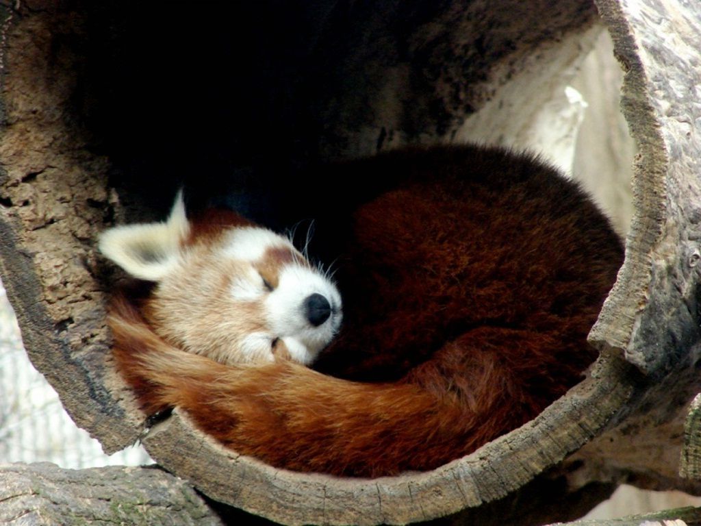 Малые панды обычно спят свернувшись аккуратным рыжим калачиком.