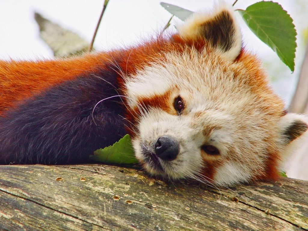 Если учесть сколько сил уходит у малой панды на поиск, поглощение и переваривание пищи, становится ясно, что она нуждается в продолжительном сне.