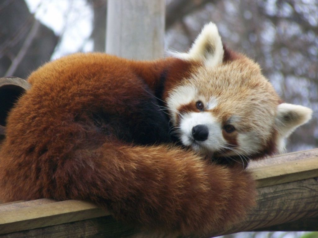 Малая панда активна в сумерках, а днем она спит.