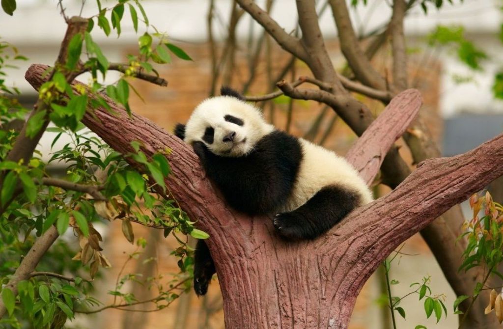 Хотя большая панда часто спит развалившись прямо на земле, она охотно спит и на нижних ветвях деревьев.
