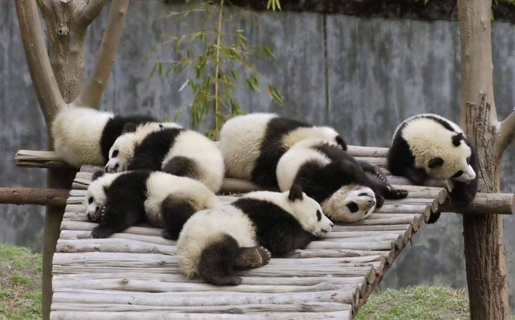 Детеныши большой панды часто спят в той же позе что и взрослые – верх лапами.