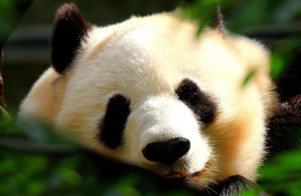 В зимний период большие панды становятся менее подвижными, но в спячку не уходят.