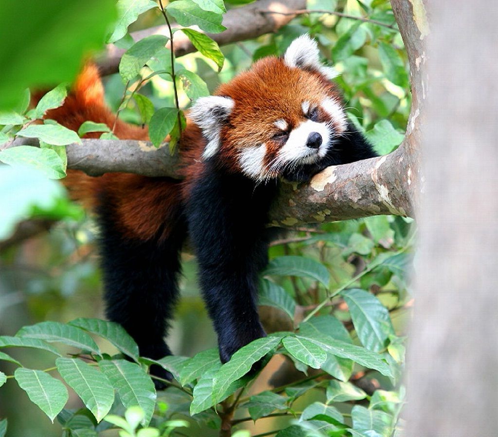 Очень часто малая панда спит развалившись не ветвях.