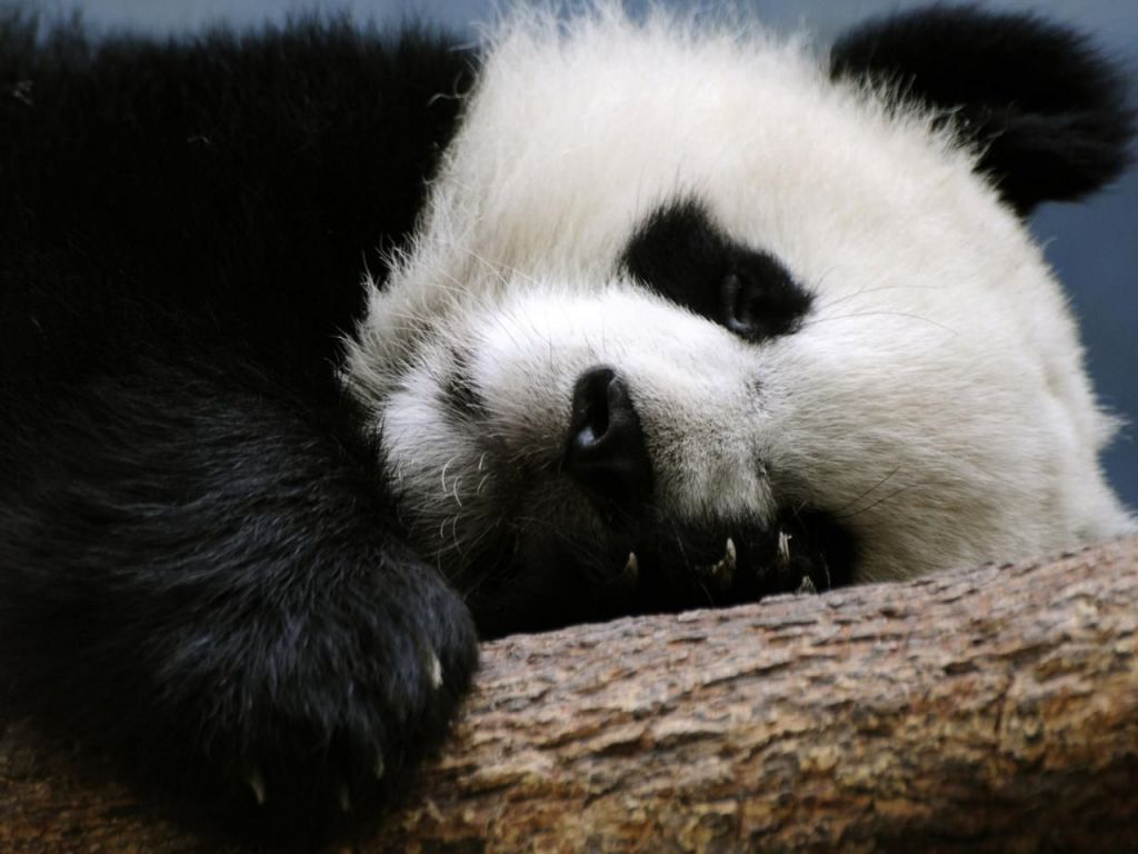 Большие панды спят как на земле, так и на деревьях. 