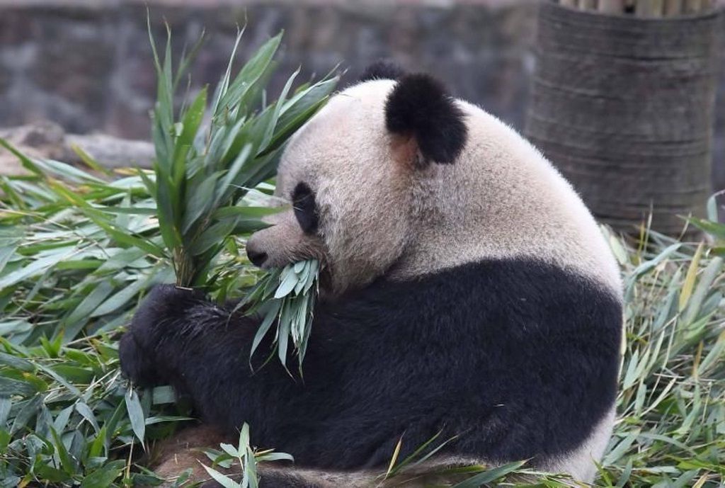 Как и все панды, больше всего на свете Пан Пан любил бамбуковые побеги.