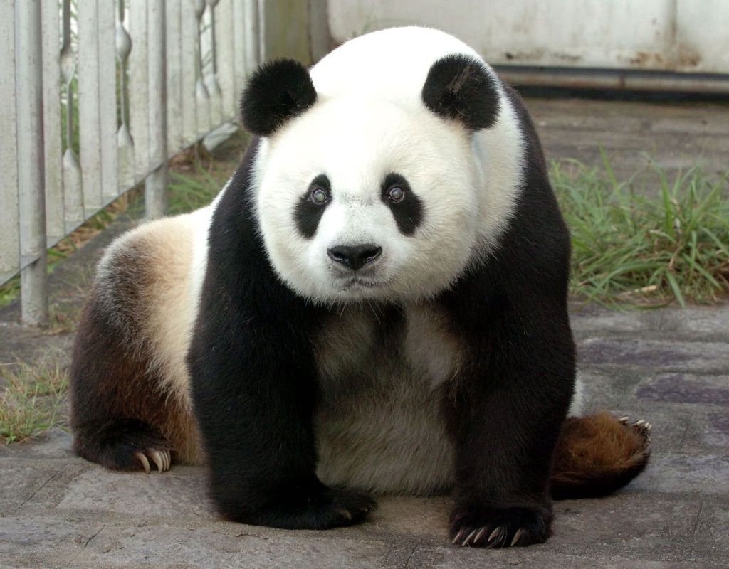 Так Пан Пан выглядел в 25 лет, что тоже немало для большой панды.