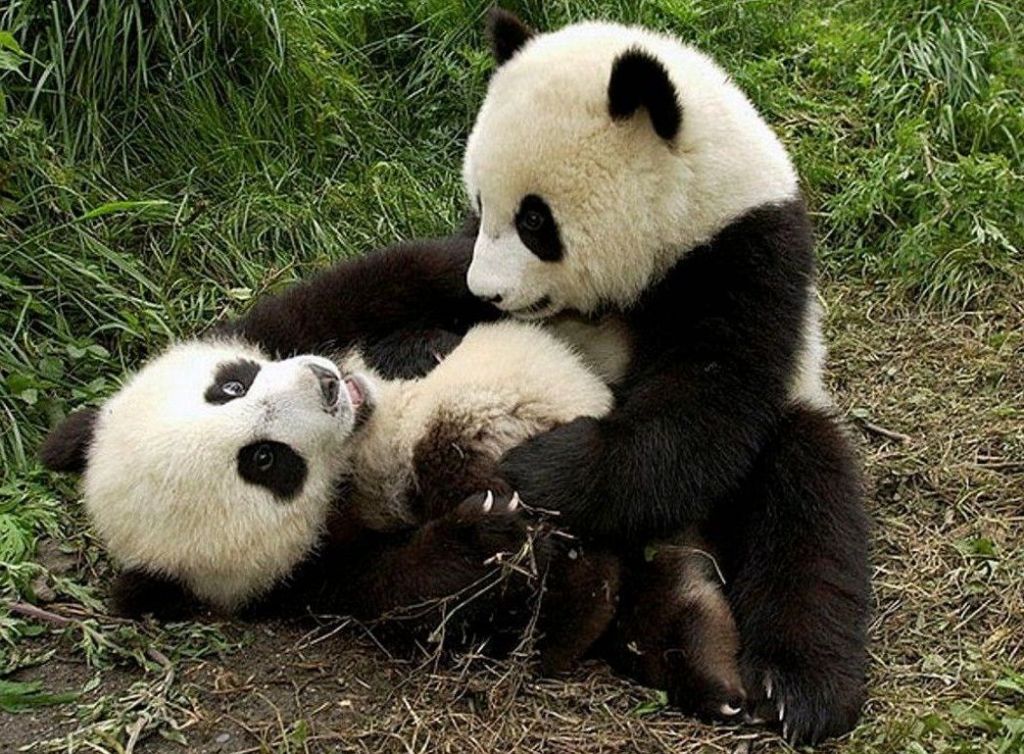 Засланные детеныши большой панды угрожают коммунизму.