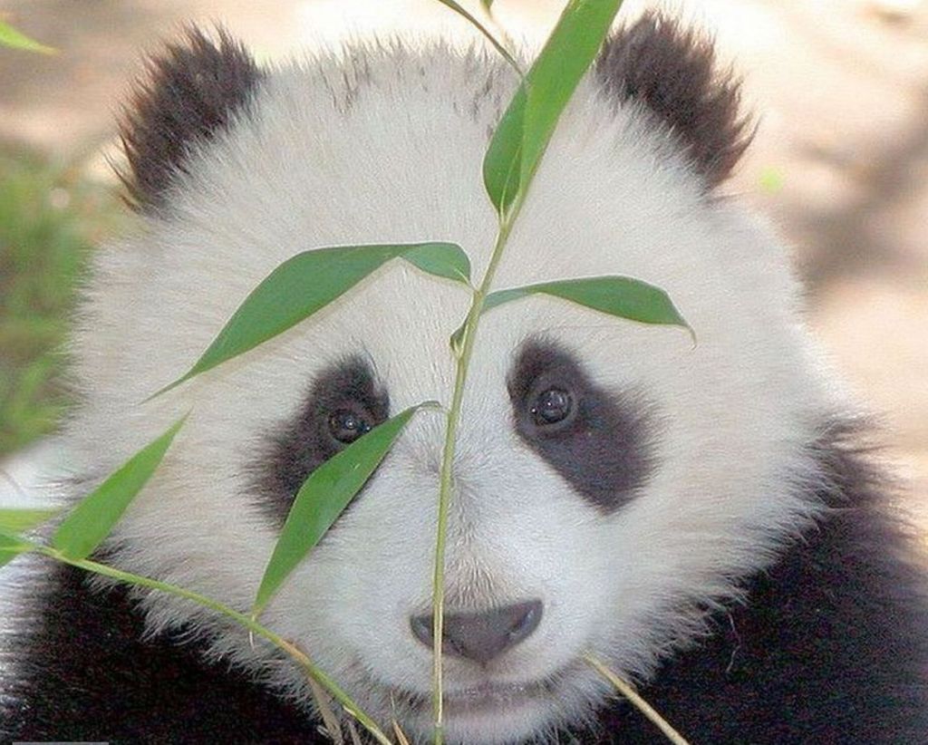 Теперь две сестры-панды не могут есть без крекеров даже бамбук.