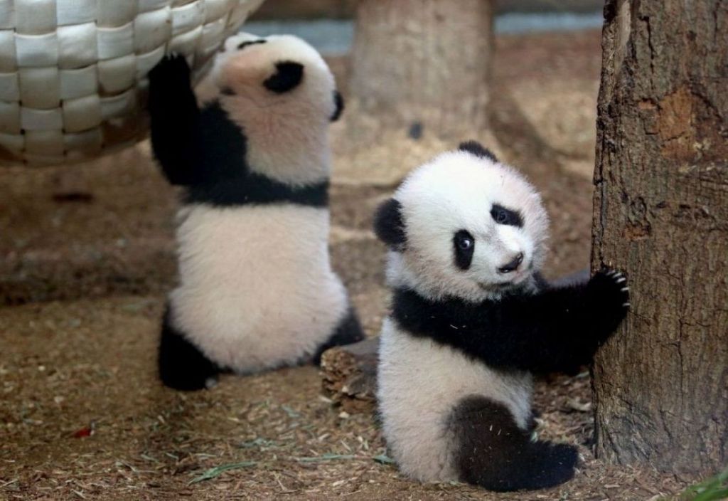 Это первые из рожденных в США детенышей большой панды, которым удалось выжить.