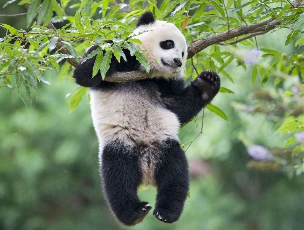 Есть подозрения, что когда молодые панды освоятся с обстановкой они начнут требовать свободы для всех панд мира.
