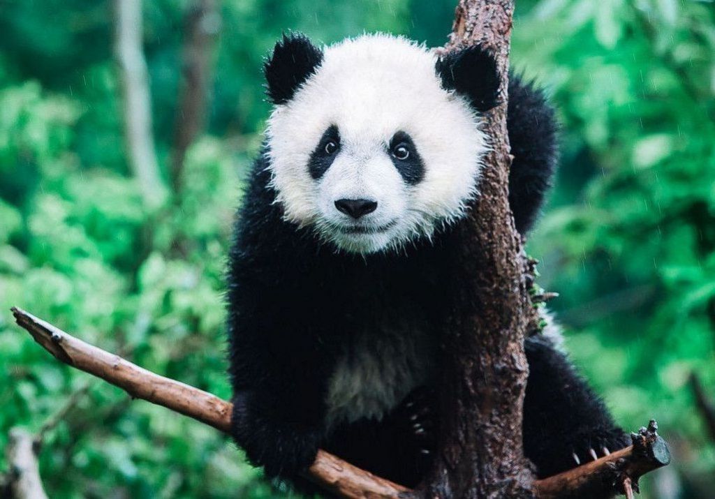Новость о возвращении больших панд в Китай стала предметом обсуждения в масс-медиа.