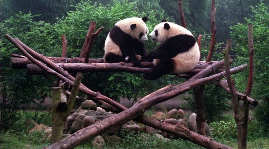 В зоопарке Атланты созданы все условия для жизни больших панд.