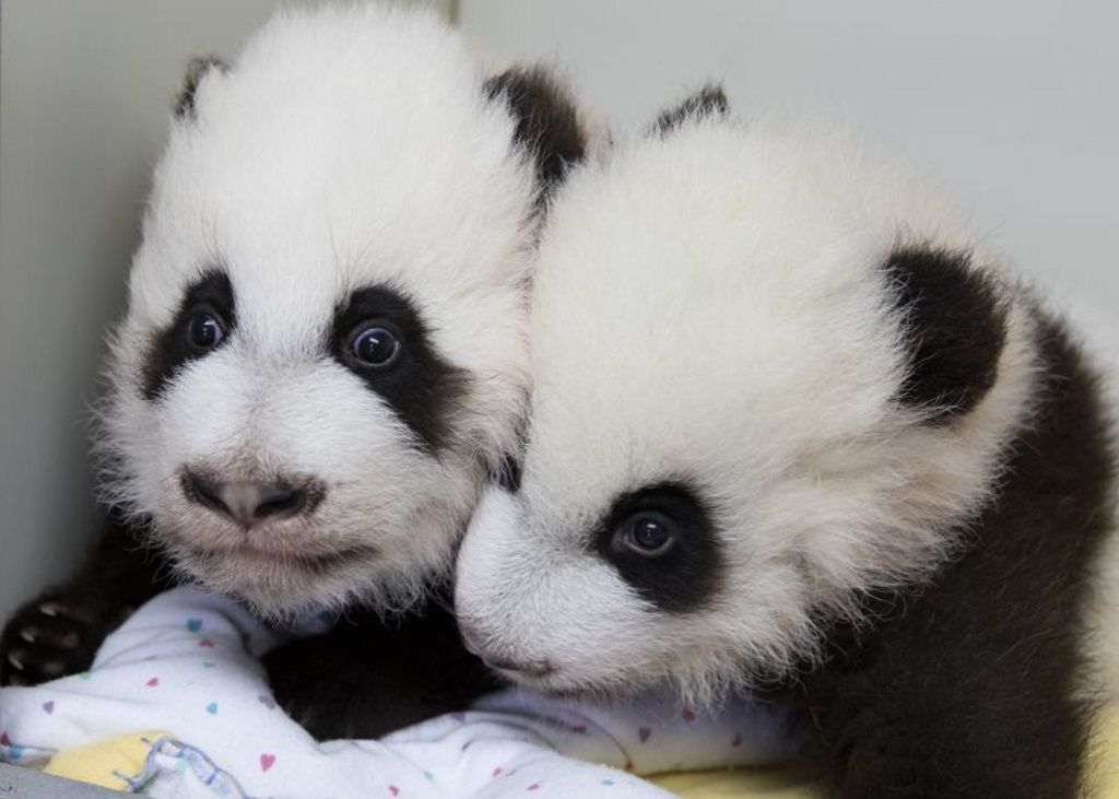 Детеныши большой панды получили взрослые имена вместо буквенных обозначений.