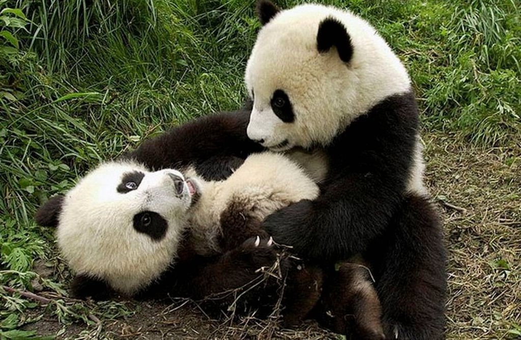 Борцовские навыки большие панды развивают с самого раннего детства.