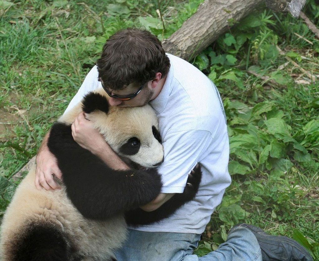 В большинстве случаев большие панды предпочитают дракам дружеские объятия.