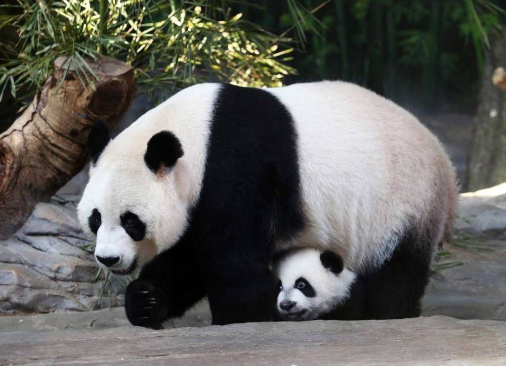 Не следует забывать и о том, что хотя по медвежьим меркам большая панда довольно некрупная, ее вес может доходить до 160 килограммов.