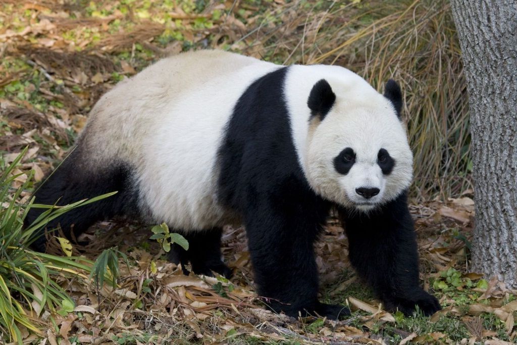 Самка большой панды по имени Симэй напала на ученого и сломала ему руки.