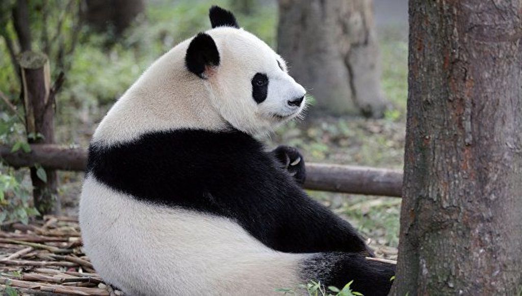 Несмотря на вальяжный вид и лень, большие панды способны к активным действиям и обладают огромной силой.