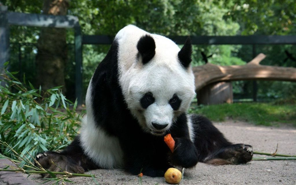 Эта панда сделала уже не продольный, а поперечный шпагат.