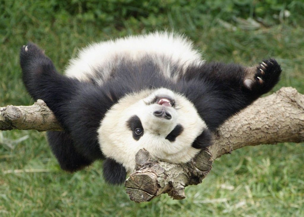 Порой большие панды принимают совершенно удивительные позы.