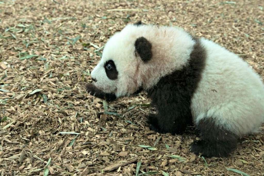 За взрослением и развитием детенышей большой панды из зоопарка Атланты следит весь мир.