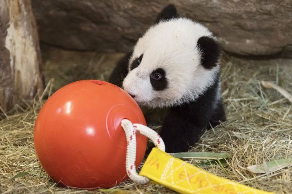 Обе маленьких панды любят играть с шарами.