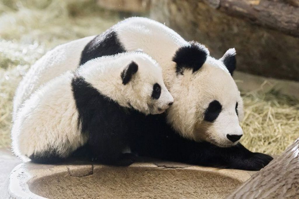 Несмотря на пятимесячный возраст, детеныши большой панды все еще сильно зависят от своей матери.