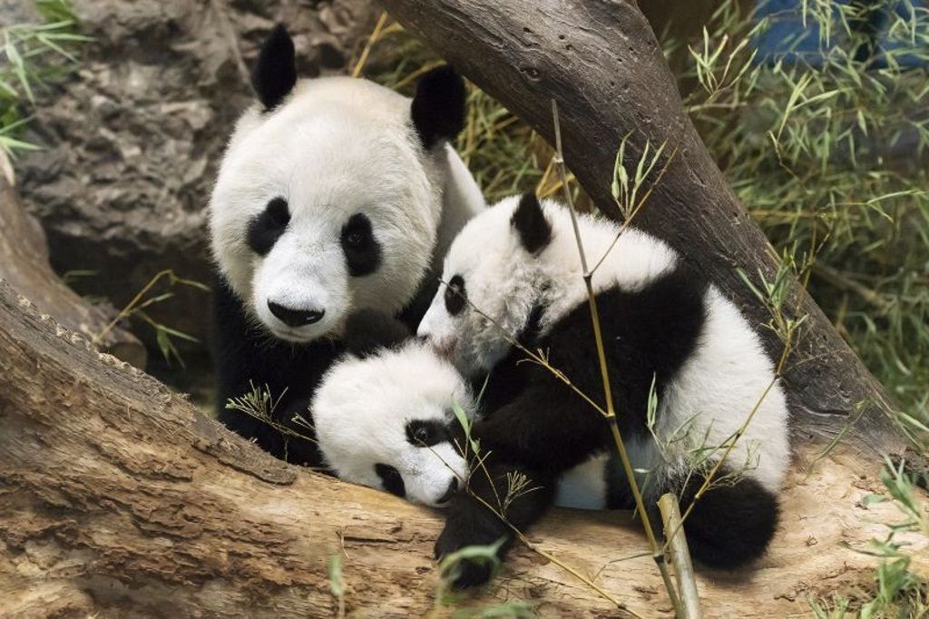 Счастливое семейство больших панд любит устроиться вместе в укромном уголке.
