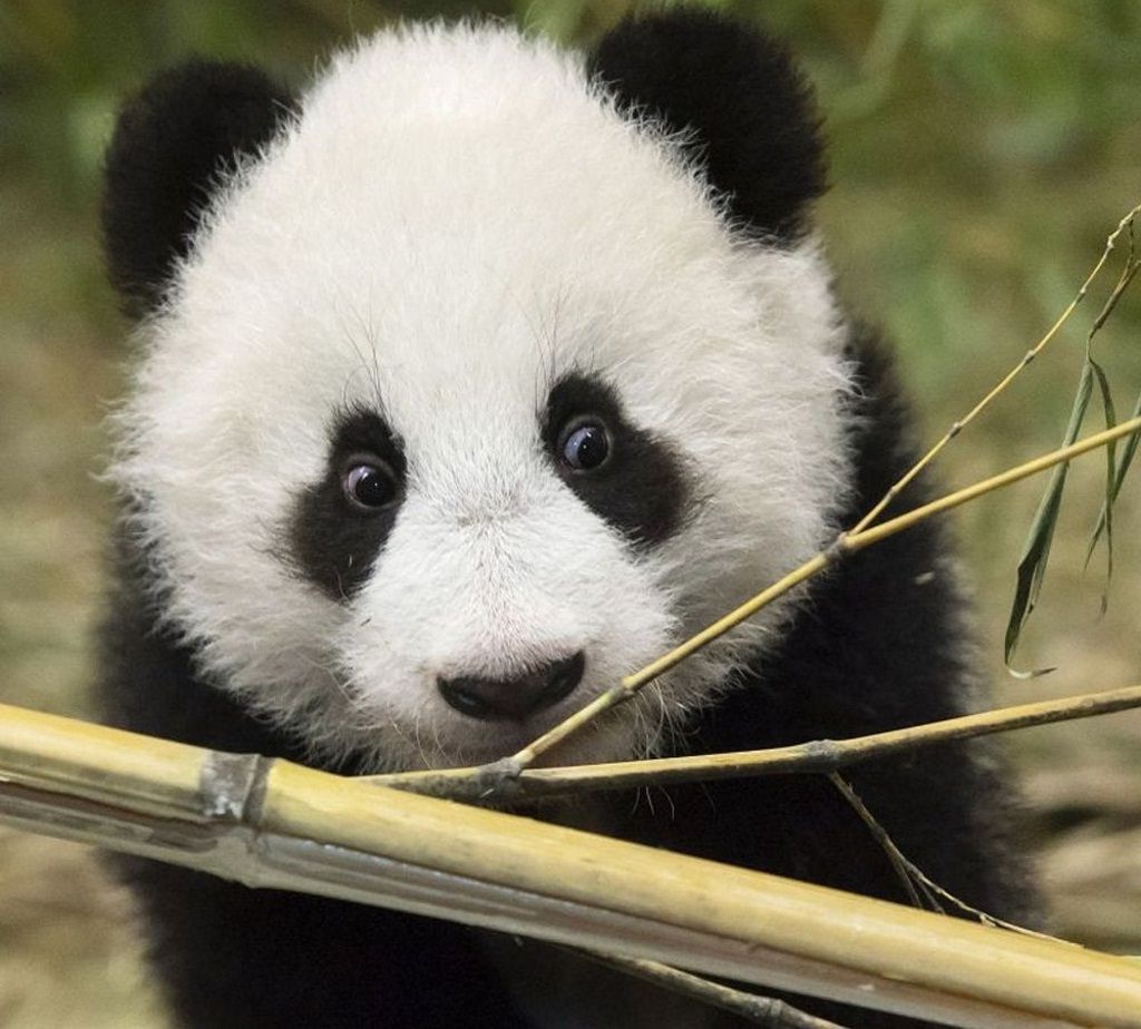 Малышка-панда Фу Фэн.