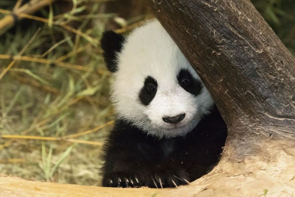 Мальчик-панда по имени Фу Пан.