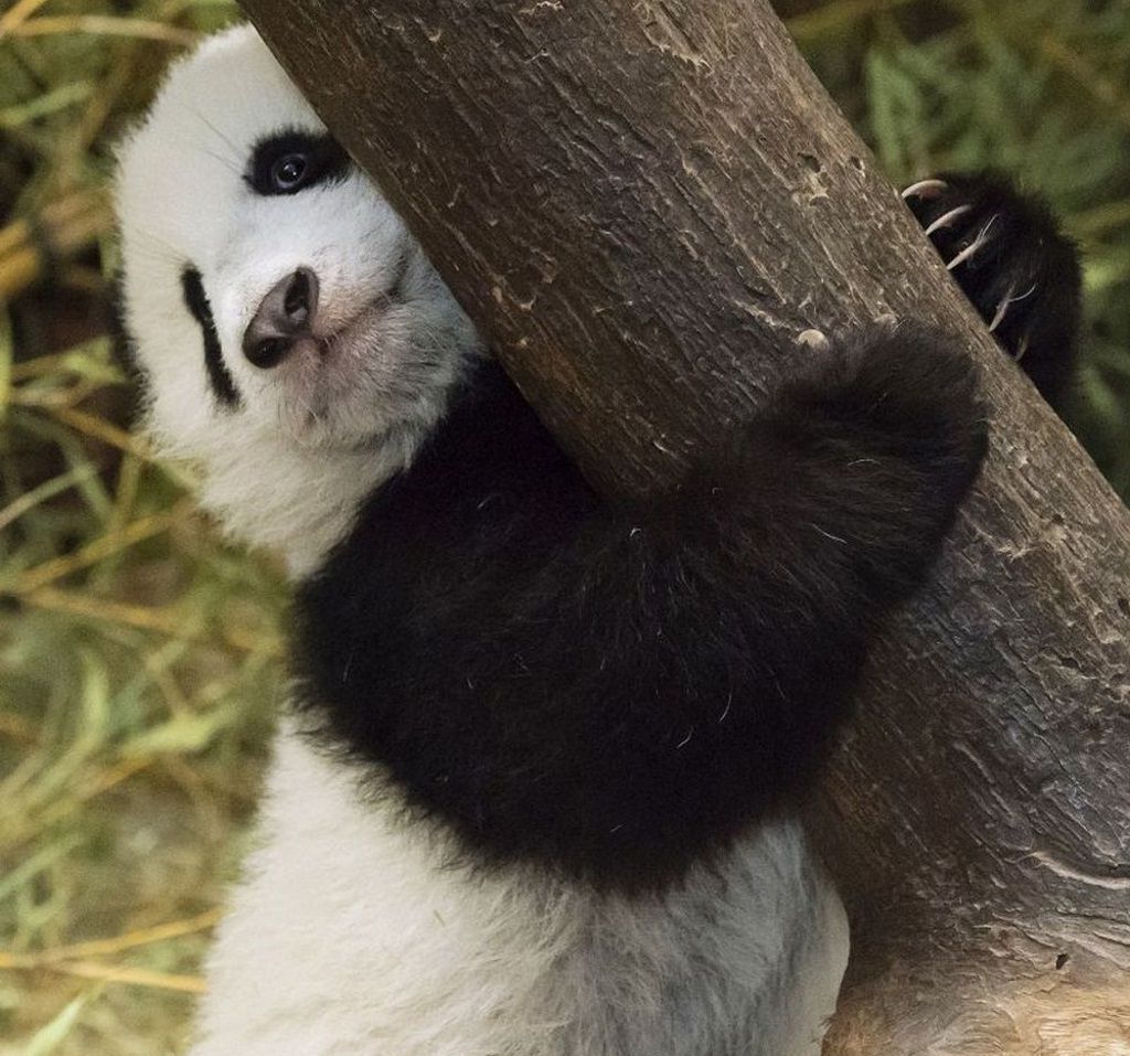 Несмотря на довольно скромный размер и детский возраст, коготки у маленьких панд совсем не детские.