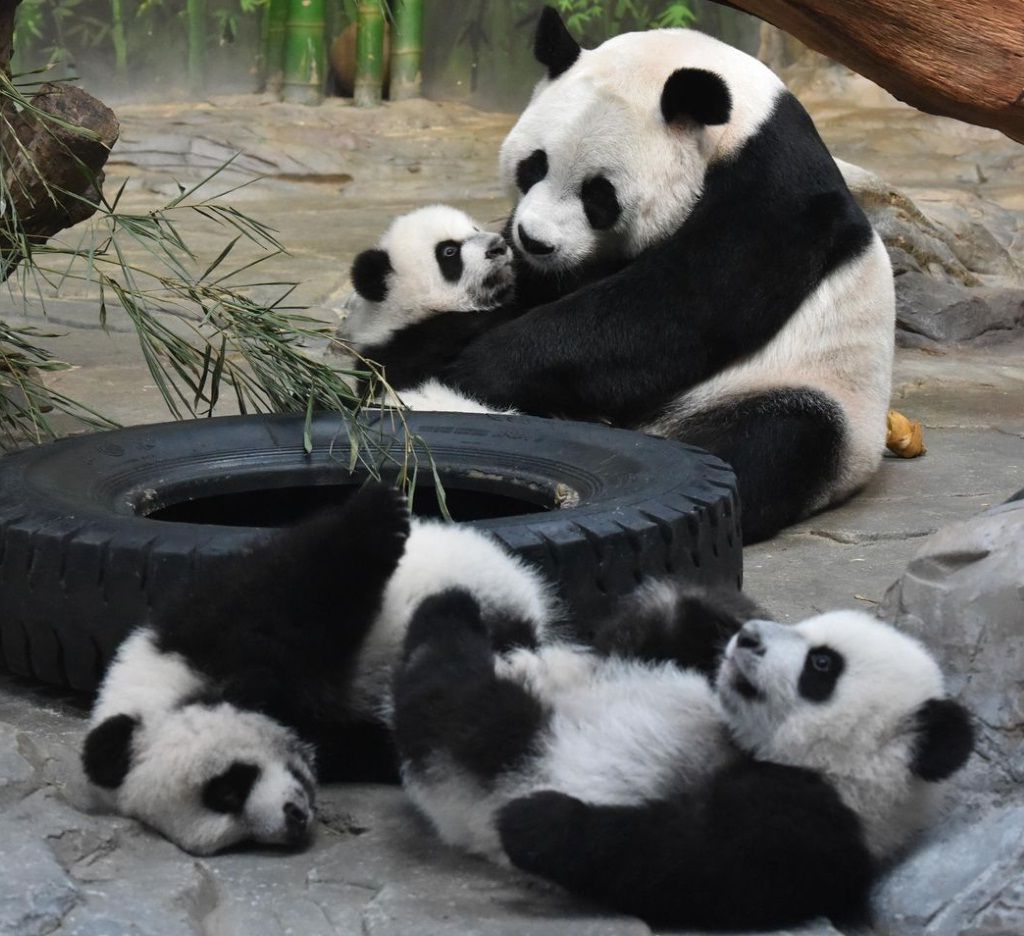 Единственная в мире тройня панд сменила место жительства и переехала из Гуанчжоу в Чимлонг.