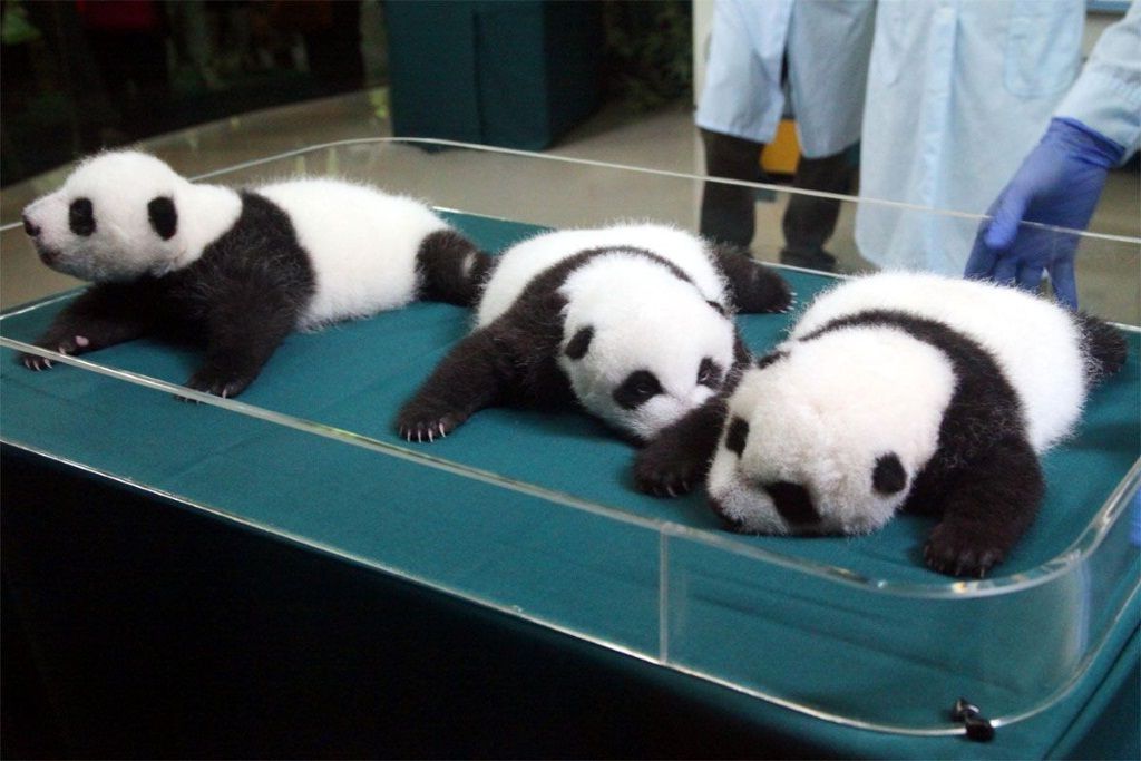 Уже в детстве большие панды проявляют удивительную лень и готовы спать почти на любом месте.