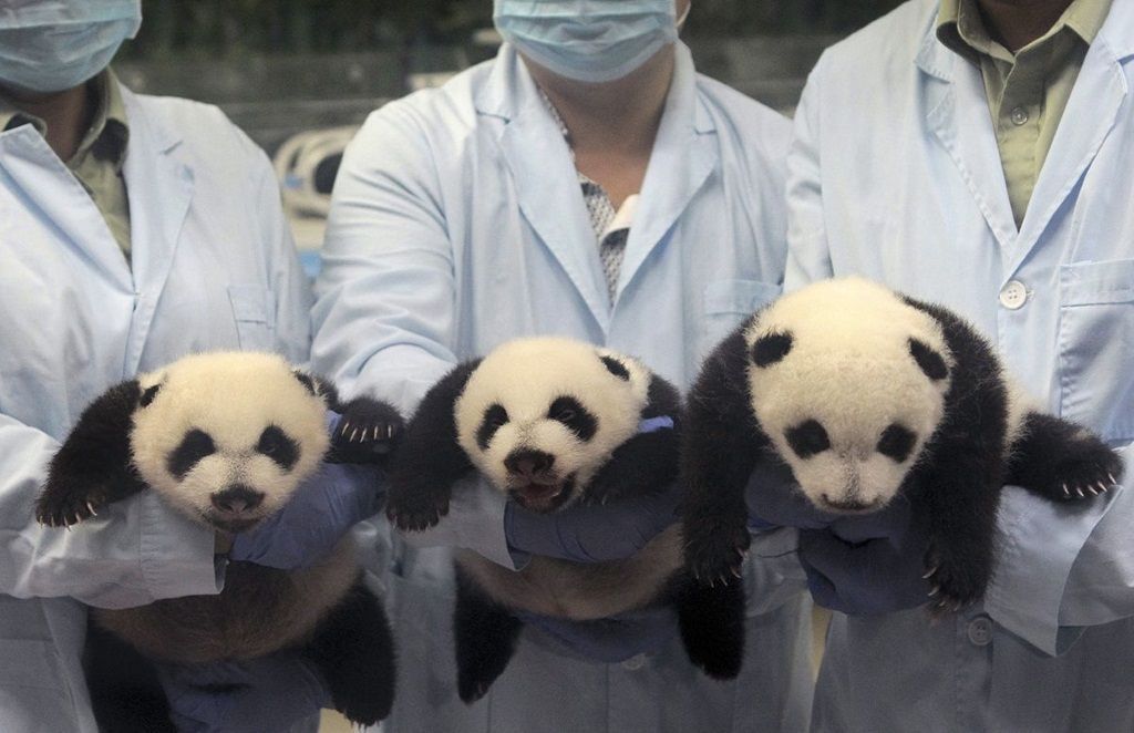 Для сотрудников Гуанчжоуского зоопарка рождение тройни было чудом само по себе, не говоря уже о том, что она смогла выжить.