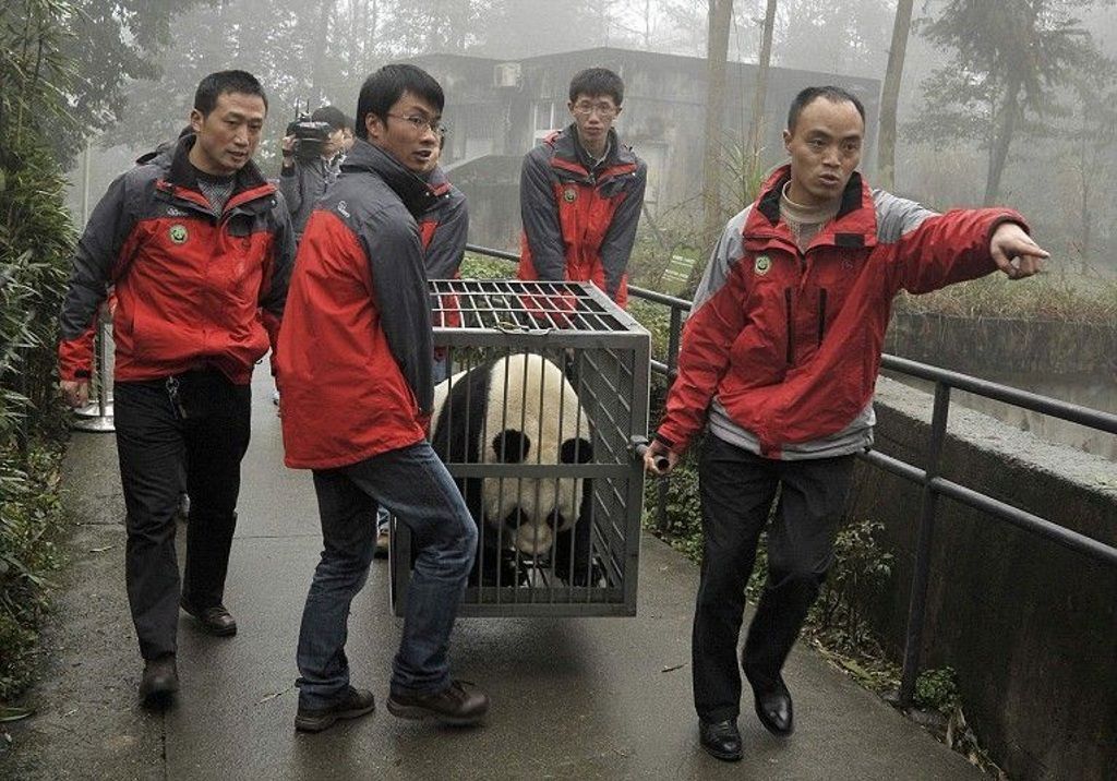 В Эдинбургский зоопарк больших панд доставили из заповедника Бифэнся.