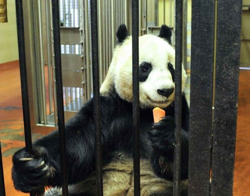 Вначале зоопарк не мог обеспечить панд необходимым количеством бамбука и большую его часть импортировал из Нидерландов.