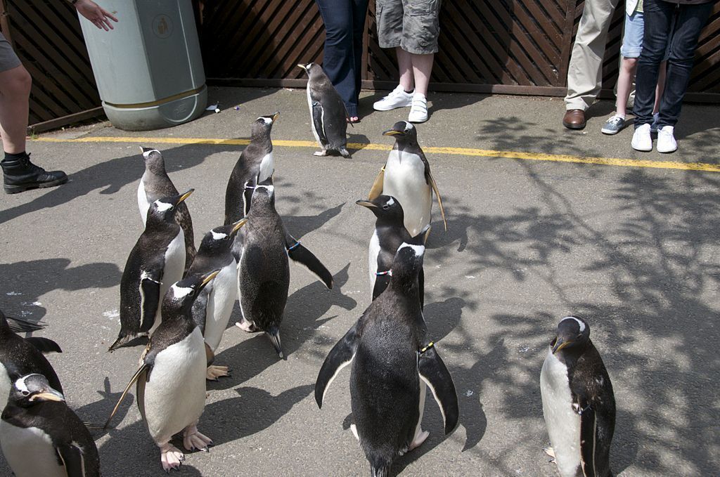 Пингвины обитают в Эдинбургском зоопарке с 1914 года.