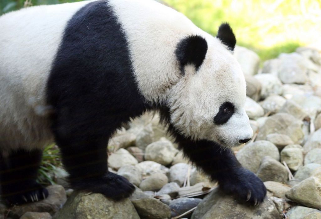 Чтобы обеспечить большим пандам достаточный комфорт Эдинбургский зоопарк потратил почти 300 тысяч фунтов.